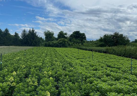 3 Gallon Proven Winners