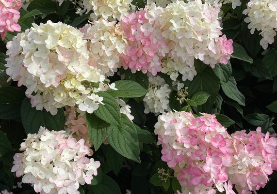 17 - White and Pink Flowers