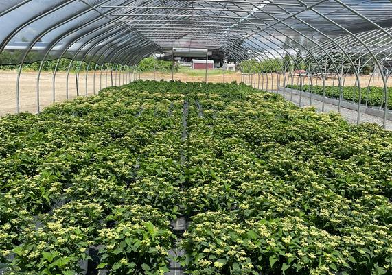 20 - Plants in Greenhouse