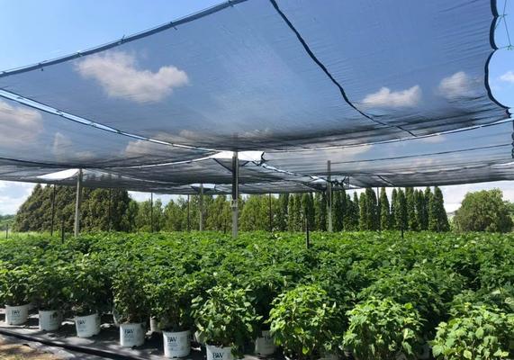 3 Gallon Proven Winners Under Shade Cloth