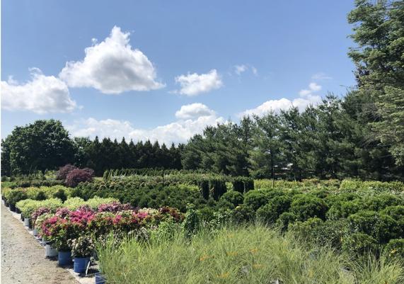 Nursery Stock on Weed Cloth
