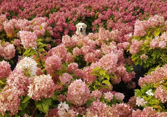 Dog in Hydrangeas