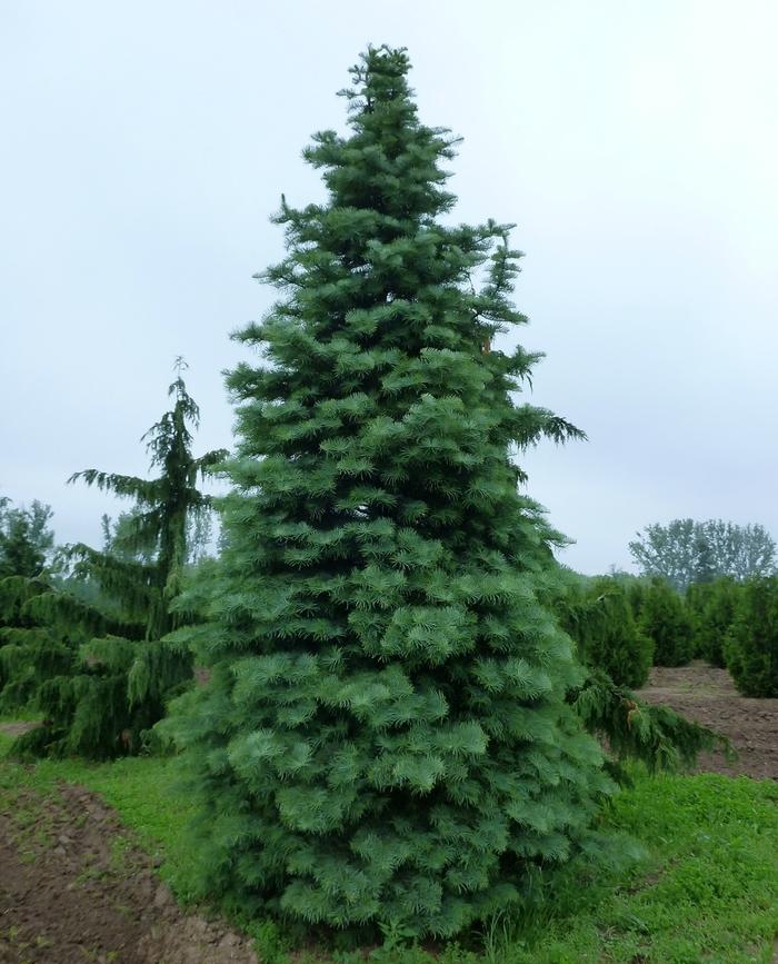 Abies concolor