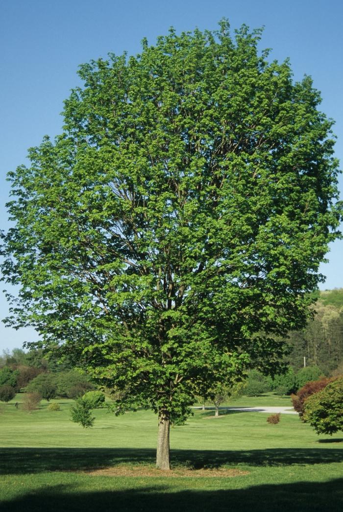 Acer saccharum Commemoration®