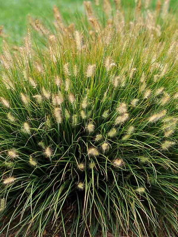 GR-Pennisetum a. Little Bunny