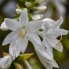 Hosta Royal Crest