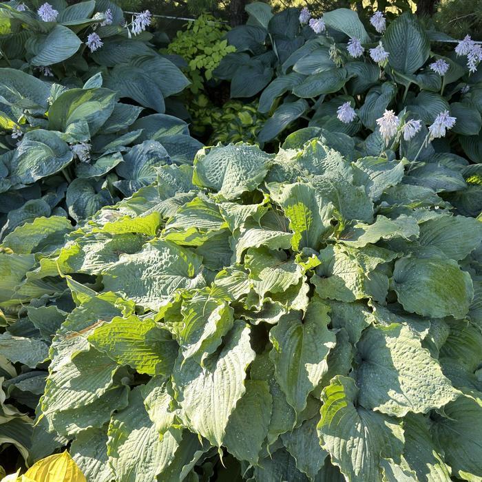 Hosta Wind Beneath My Wings