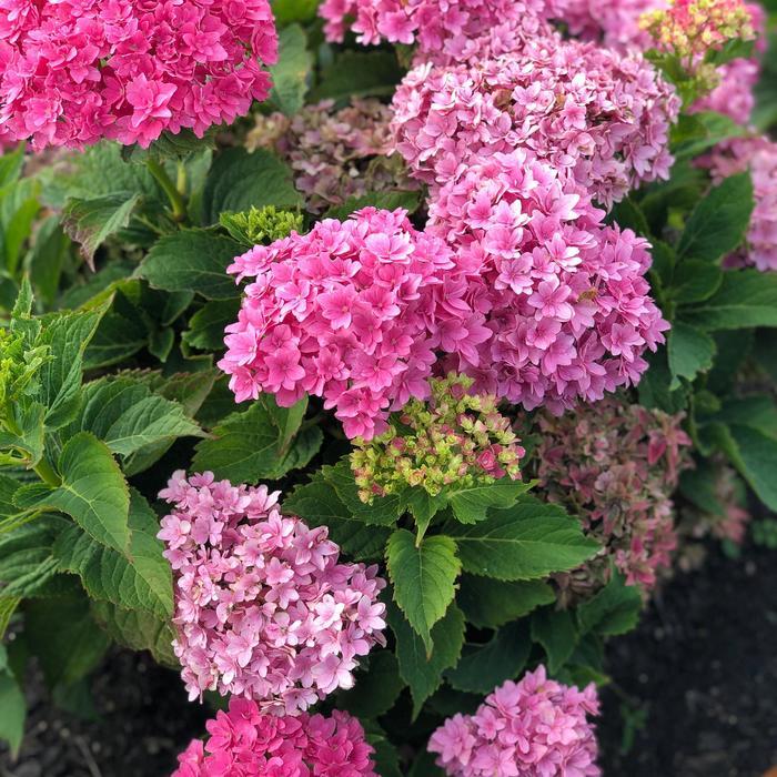 Hydrangea macrophylla Starfield™