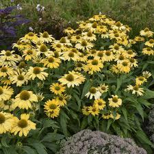 Echinacea Color Coded™ Yellow My Darling