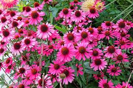 Echinacea purpurea Bright Star