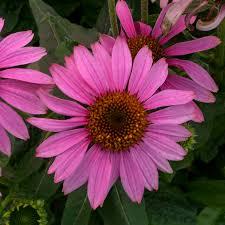 Echinacea purpurea Prairie Splendor™ Compact Dark Rose