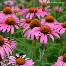 Echinacea purpurea Ruby Star (Rubinstern)