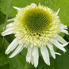 Echinacea purpurea White Swan