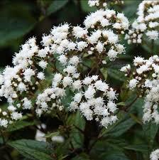 Eupatorium rugosum Chocolate