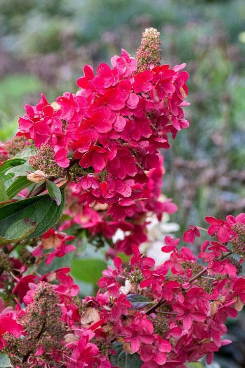 Hydrangea paniculata Flare™
