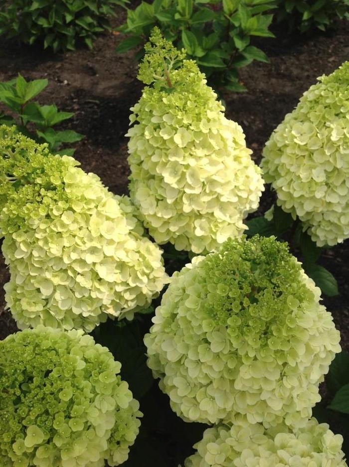 Hydrangea paniculata Moonrock™