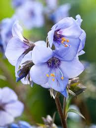 Polemonium caeruleum Heaven Scent