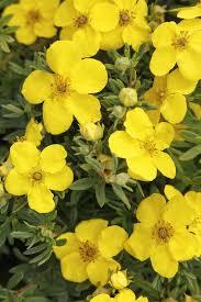 Potentilla fruticosa Goldfinger