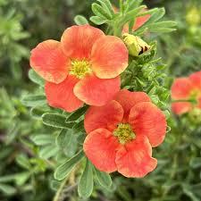 Potentilla fruticosa Happy Face® Orange