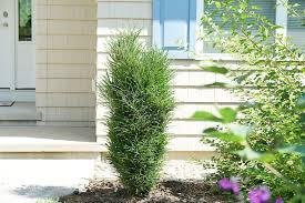 Rhamnus frangula Fine Line® Improved