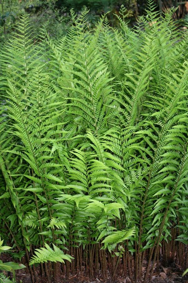 Fern-Dryopteris Australis Dixi