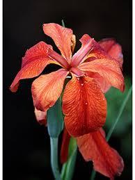 Iris fulva