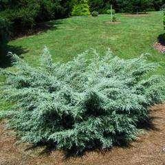 Juniperus chinensis Angelica Blue