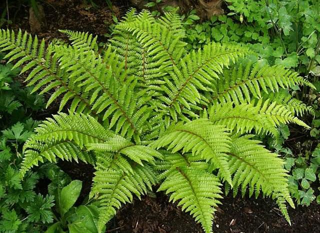 Polystichum polyblepharum