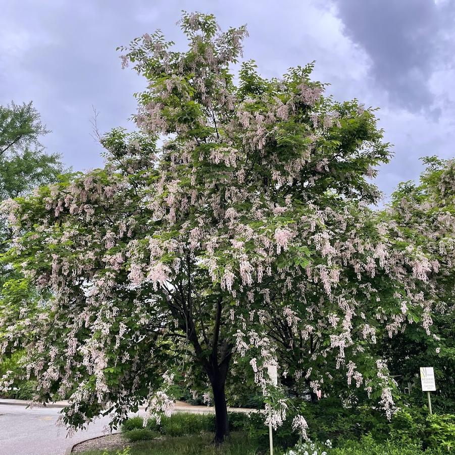 Cladrastis kentukea Perkins Pink