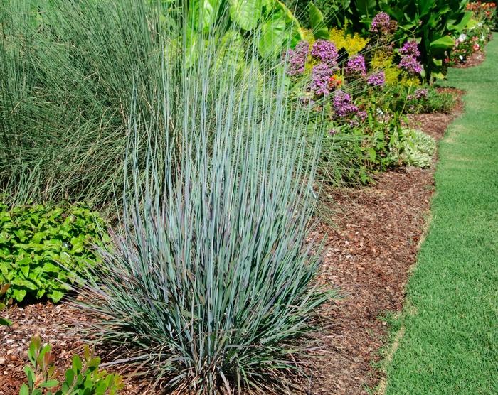 GR-Schizachyrium Standing Ovat