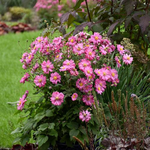 Anemone Fall in Love™ Sweetly