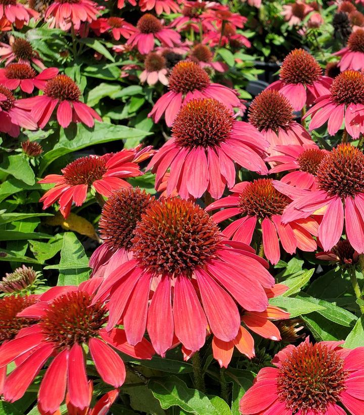 Echinacea purpurea SunMagic Vintage Ruby