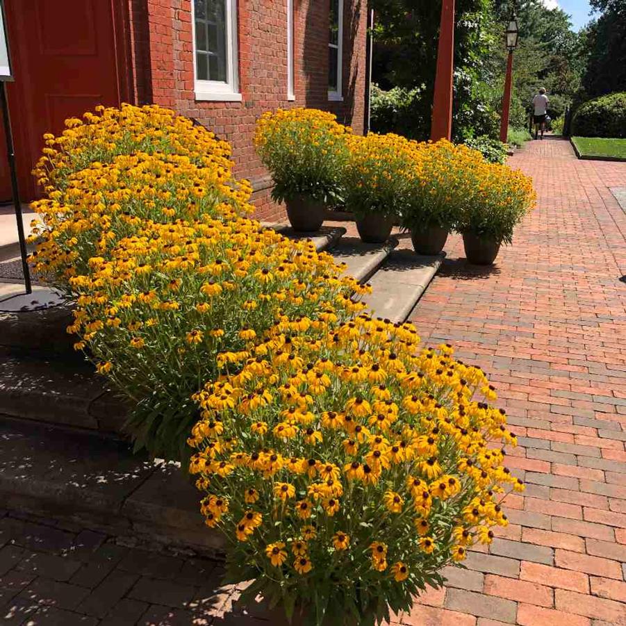 Rudbeckia American Gold Rush