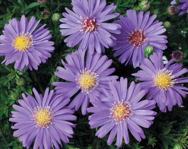 Aster dumosus Kickin® Sapphire