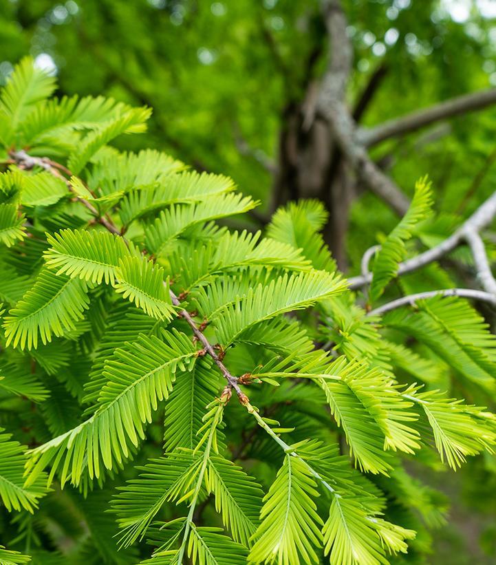 Metasequoia glyptostroboides