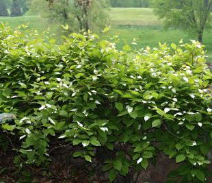Actinidia arguta Issai