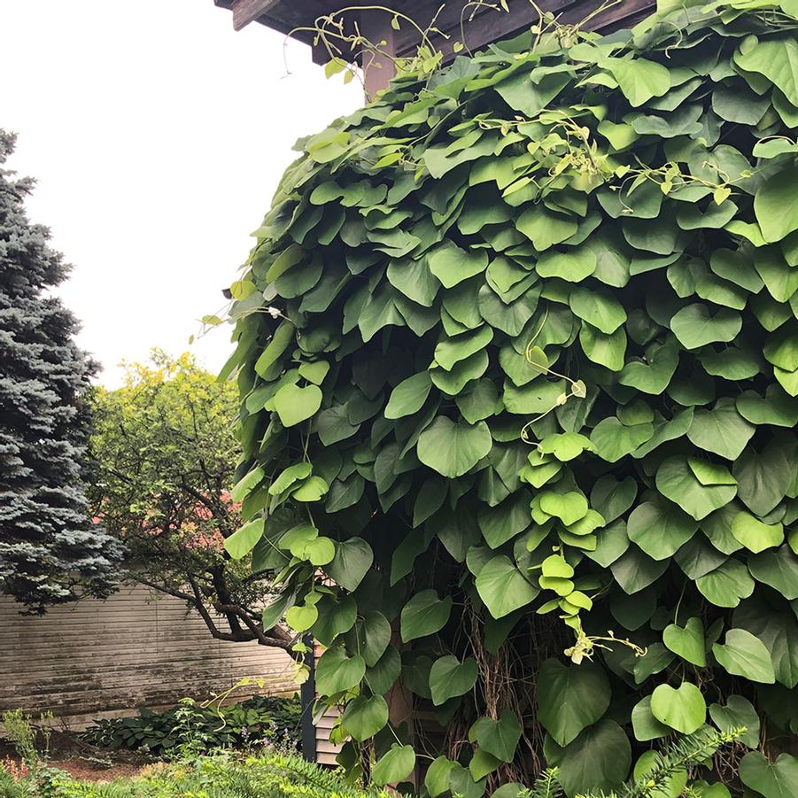 Aristolochia macrophylla
