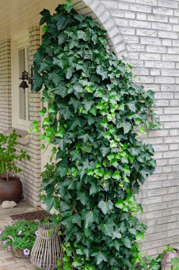 Hedera helix