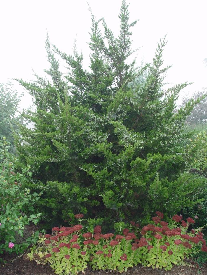 Juniperus virginiana