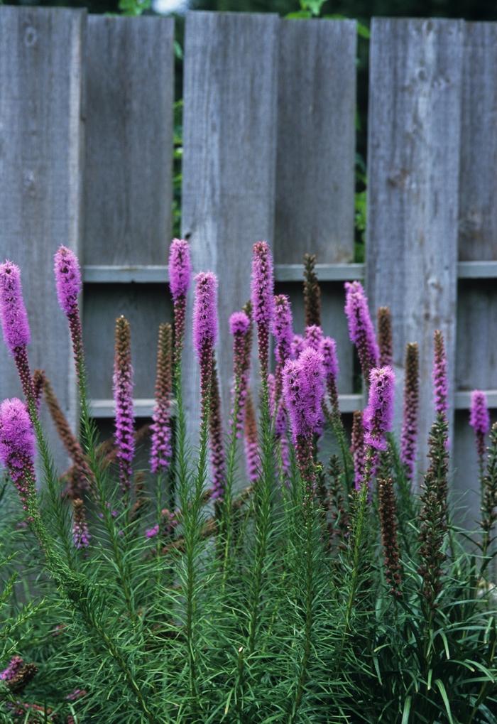 Liatris spicata