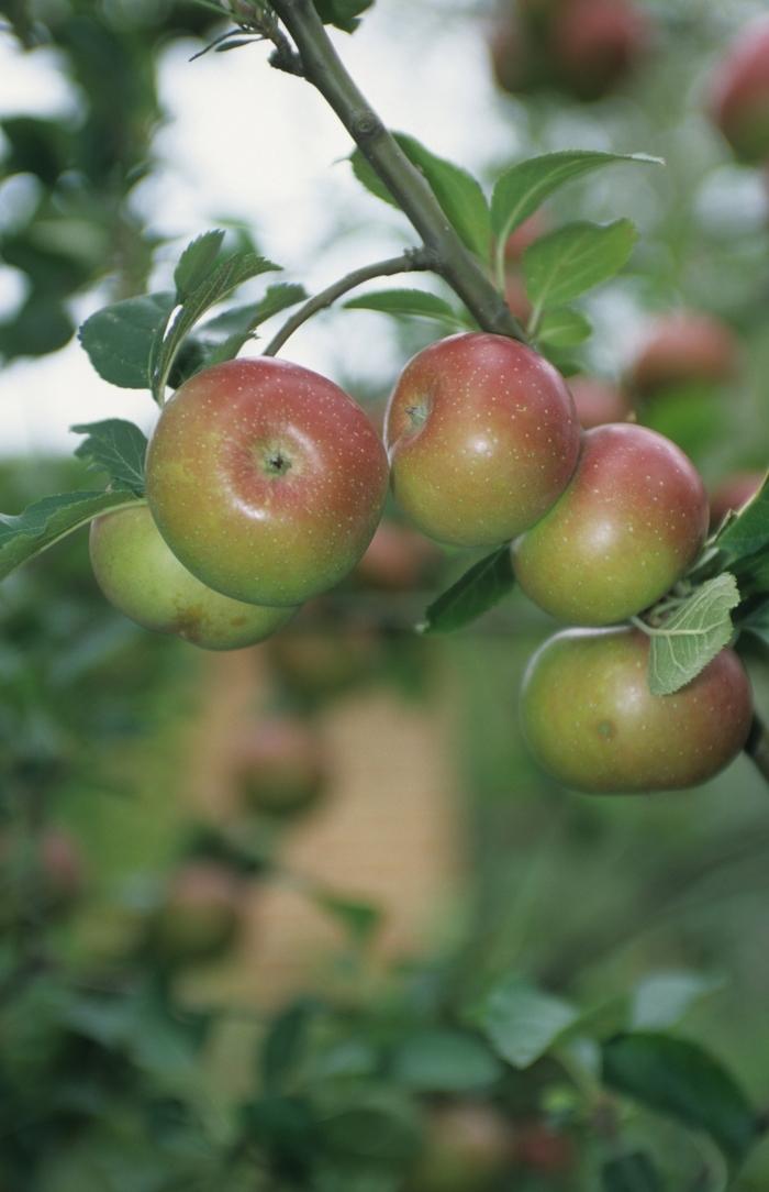 Malus pumila Royal Gala