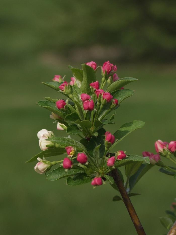Malus sargentii Firebird®