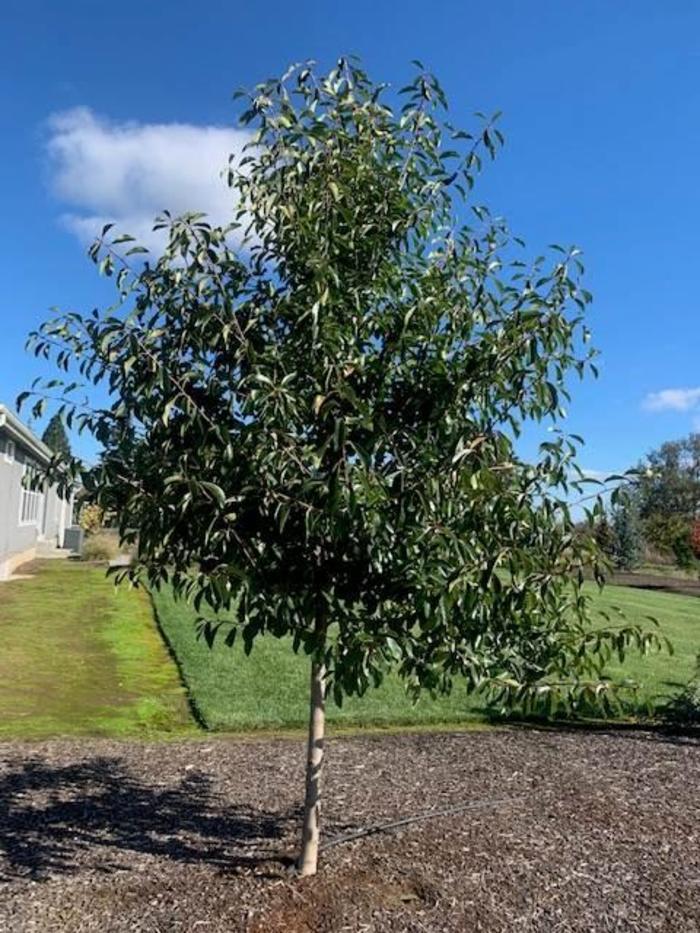 Nyssa sylvatica Northern Splendor™