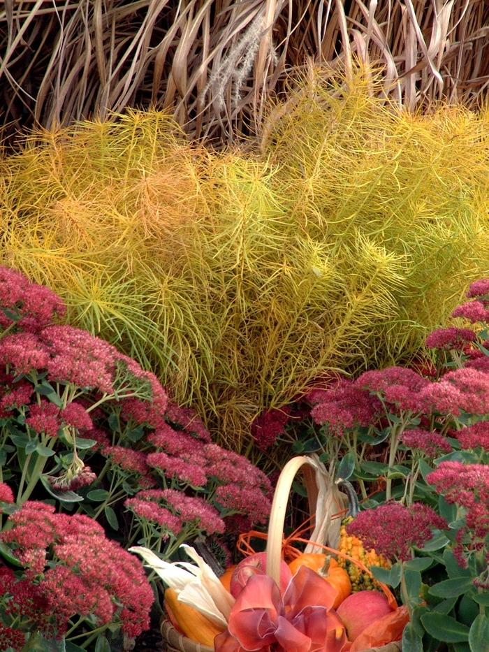 Amsonia hubrichtii