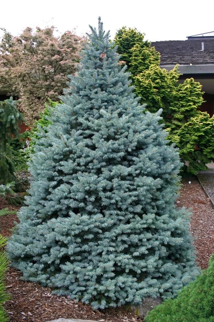 Picea pungens Sester Dwarf®