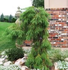 Pinus strobus Angel Falls