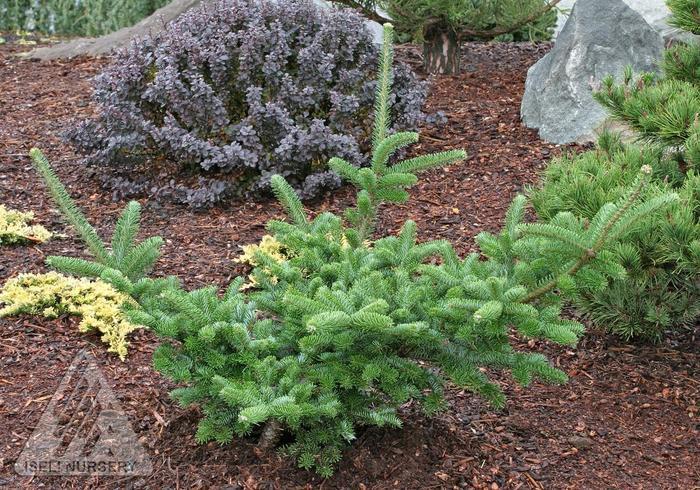 Abies fraseri
