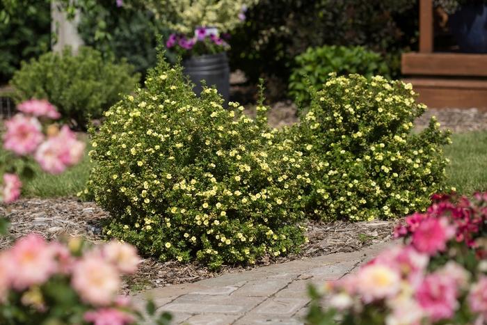 Potentilla fruticosa Lemon Meringue™