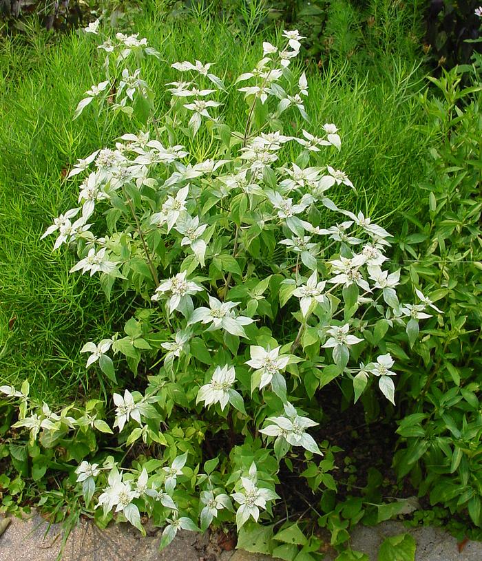 Pycnanthemum muticum