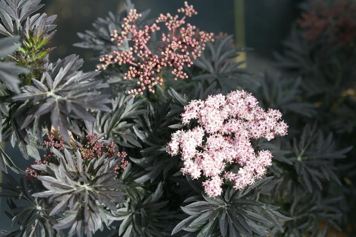 Sambucus nigra Laced Up®